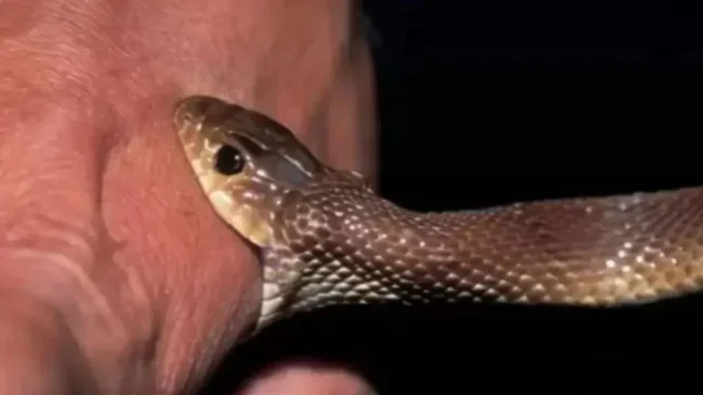 Snake-bite-1787199469313