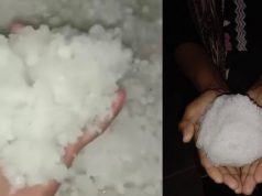 हरियाणा में पश्चिमी विक्षोभ से बदला मौसम, कई जिलों में बारिश और ओलावृष्टि से फसलों को नुकसान