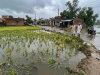 गोहाना में बेमौसम बारिश से जनजीवन प्रभावित, खेतों में बिछी धान की पकी फसल