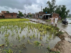 गोहाना में बेमौसम बारिश से जनजीवन प्रभावित, खेतों में बिछी धान की पकी फसल