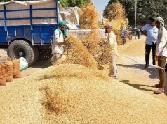 1509 धान ने तोड़े भाव के रिकॉर्ड, किसानों को मिल रहा 3800 से 4460 रुपये क्विंटल तक दाम